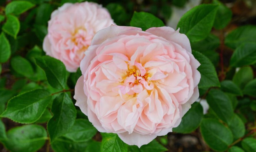 Zaklęte w ogrodzie piękno róż – o uprawie i pielęgnacji krzewów róż